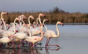 natuurgebied Camargue